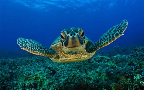 Rules Of The Jungle Sea Turtle Pictures