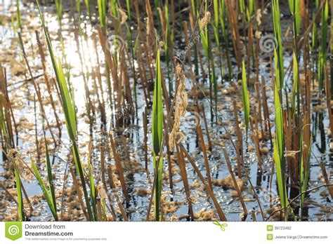 Reed Stock Photo Image Of Nature Green Lake Holiday 39723482