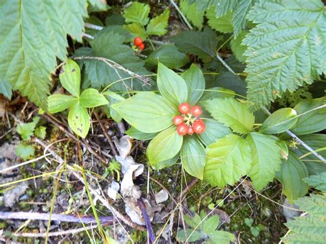 Powell River Books Blog: Coastal BC Plants: Bunchberry