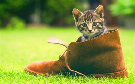 Pictures of cute kittens everywhere!!! kitten cute wallpaper shoe - HD Desktop Wallpapers | 4k HD