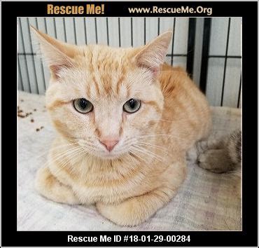 Big cat rescue is working to reduce the spread of the coronavirus in many ways. Missouri Cat Rescue ― ADOPTIONS ― RescueMe.Org