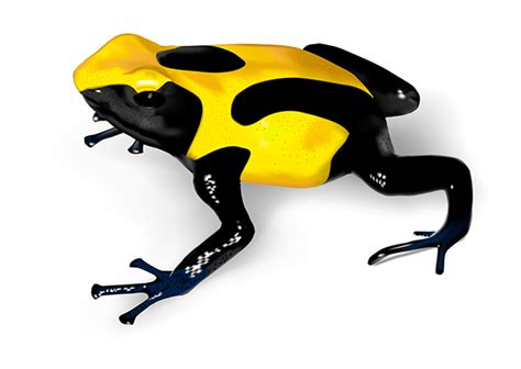 The mouth line is an extremely thin line right below the. Templating for Poison-Dart Frogs Illustrations on Behance