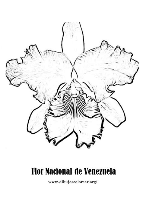 Colorear flor Nacional de Venezuela. colorear orquídea Cattleya