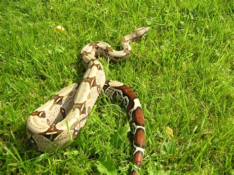 Fileboa Constrictor Constrictor Guyana Wikimedia Commons