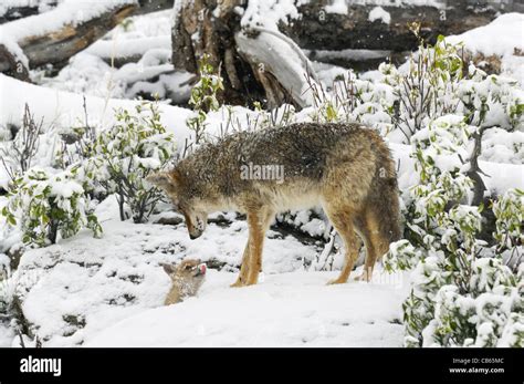 Baby Coyote Mother Hi Res Stock Photography And Images Alamy