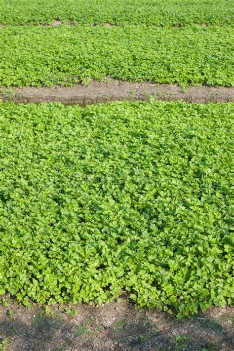 Celery Farming In Thailand Stock Photo Image Of Farming Lush 50287912