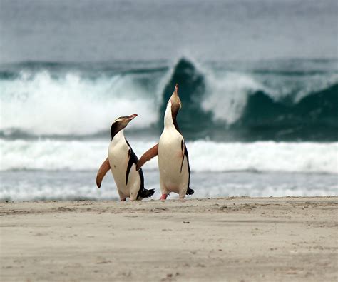 Yellow Eyed Penguin Birding Nz