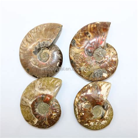 Wholesale Natural Rainbow Ammonite Conch Fossils Buy Fossils Stone