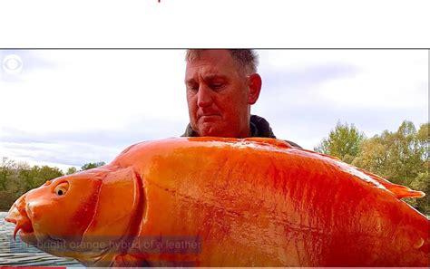 Enormous 67 Pound Goldfish Caught In A Lake In France La Voce Di New York