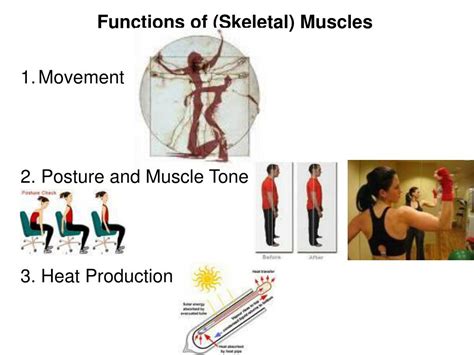 What Are 5 Functions Of Skeletal Muscle Mastery Wiki