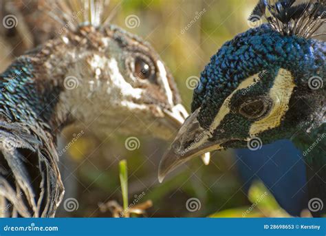 Couple Of Peacock Stock Image Image Of Male Outdoor 28698653