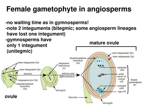 Ppt Origins Of Angiosperms Powerpoint Presentation Id38146