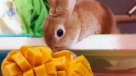 can bunnies eat mango are mangoes safe or dangerous for rabbits