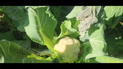 First Time Growing Cauliflower Youtube