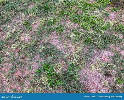 Dirt And Grass Texture Stock Photo Image Of Countryside 106112222