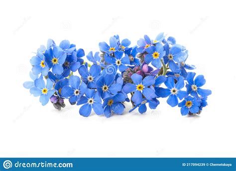 Beautiful Blue Forget Me Not Flowers Isolated On White Stock Image