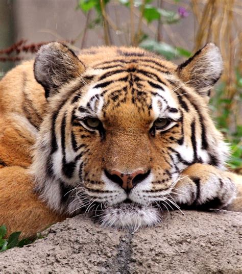 Igers live in both warm and cold areas of asia. Discover the Amur Tiger | Our Animals | Indianapolis Zoo