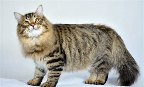 Siberian Forest Cat Breed Information Facts And Characteristcis