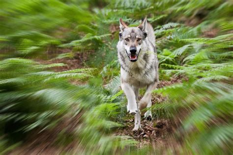 Wolf Experience Walking With Wolves Cumbria