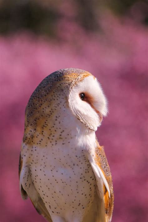 Pretty Around Pink Owl Pictures Owl Pet Birds