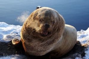 Морской лев (сивуч): как выглядит, его повадки, образ жизни, фото
