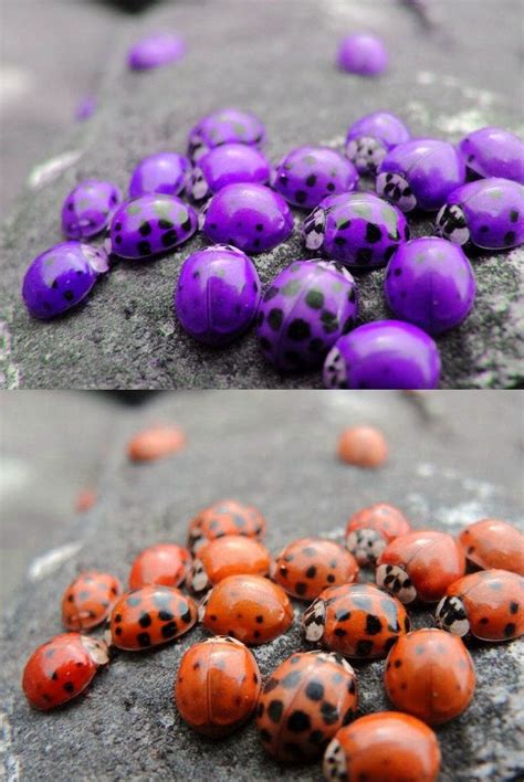 False Purple Ladybugs Purple Ladybugs Ladybug Fake Animals