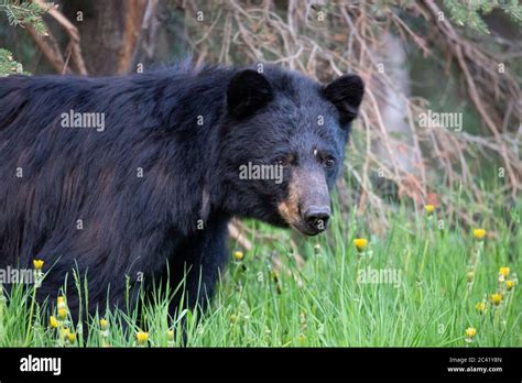 16 Subspecies Of Blackbear Hi Res Stock Photography And Images Alamy