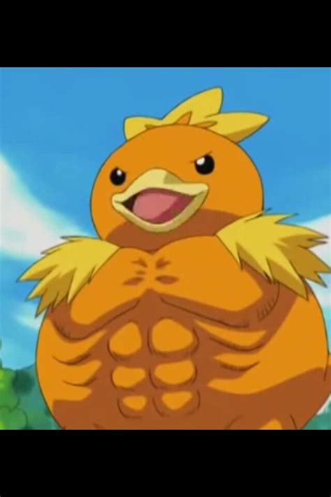 Muscular Torchic Pokemon Pokemon Tumblr Pokemon Advanced