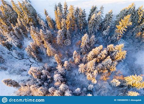 Sunny Winter Forest Stock Image Image Of Over Nobody