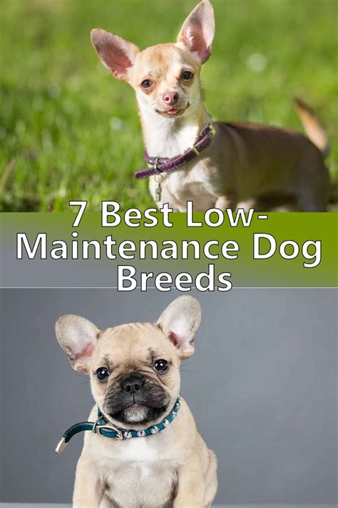 I almost forgot to mention—these guys are pretty low maintenance, too, meaning. 7 Best Low-Maintenance Dog Breeds | Low maintenance dog ...