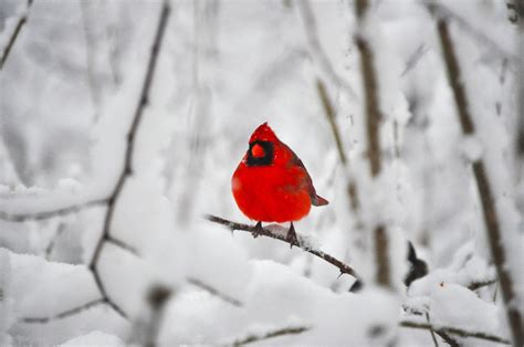 Cardinal In Winter Wallpapers Wallpaper Cave