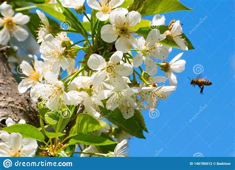Honey Bee Pollination Process Stock Photo Image Of Pollen Farm