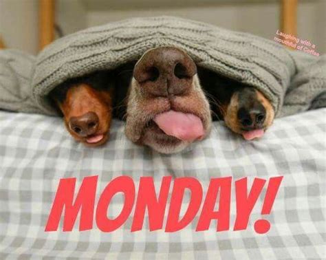 439 Best Mondayyuck Images On Pinterest Monday Humor