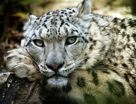 Snow Leopard Photograph By Chris Boulton Fine Art America