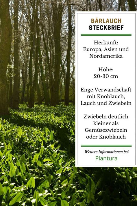 Wild wachsender bärlauch sprießt mit den ersten sonnenstrahlen im frühling in halbschattigen wenn sie sich nicht sicher sind, ob sie wirklich die richtige pflanze ernten, können sie bärlauch. Bärlauch anpflanzen, vermehren & ernten - Plantura ...