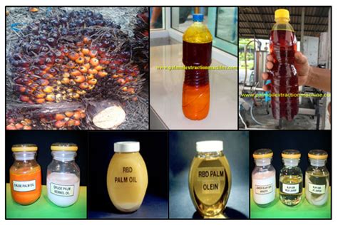 Malaysia's palm oil board (mpob) warned the industry could lose billions of ringgit in revenue and up to 25pc in output from last year's 19.9mn t, as well as up to 62,000 harvesters because of the source: 5T/H palm oil mill project technical feasibility report ...