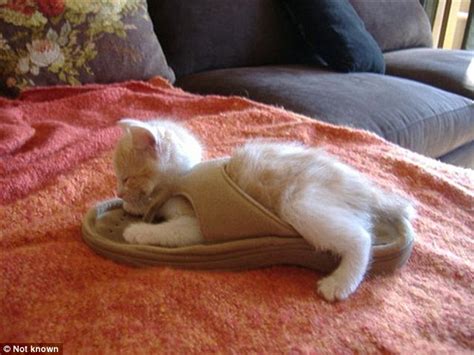Super Cute Photos That Show All Cats Secretly Want To Be Puss In Boots