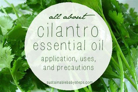 Cilantro Essential Oil Uses Benefits And Precautions Sustainable