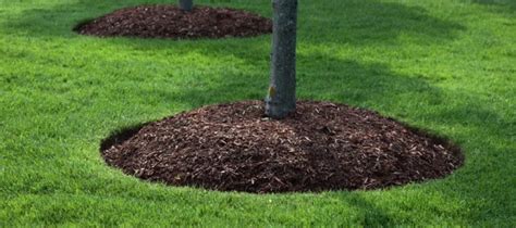 Coniferous Mulch Why You Should Consider It — Home