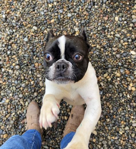 The outcome of this mixing has produced dogs possessing the calm, gentle and athletic like the boston terrier, and sturdy as the french bulldog, the frenchton. Boston Terrier French Bulldog Mix Adopt - Animal Friends