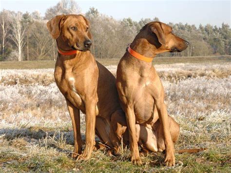 Find images of rhodesian ridgeback. Rhodesian Ridgeback: Schöner Hund aus Afrika