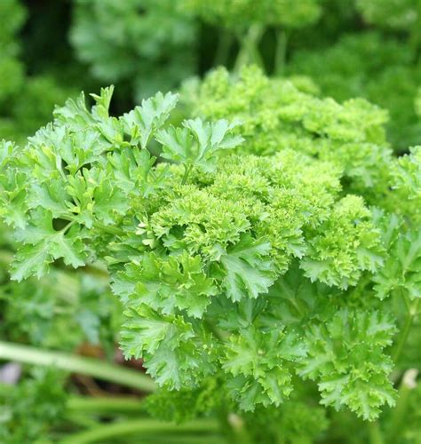 How To Grow Parsley From Seeds West Coast Seeds