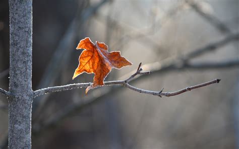 The Last Leaf On Emaze