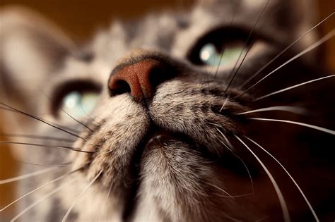I would call a vet and see what they think. Is It Okay For A Cat's Whiskers To Fall Out? | Handling ...