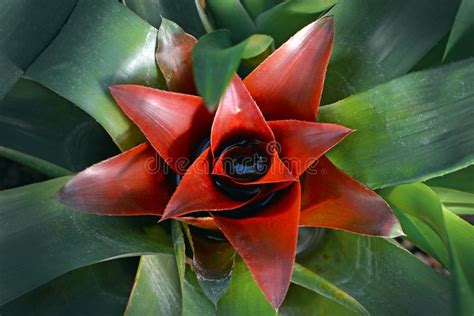 Close Up Of A Beautiful Red Bromelia Bromeliad Flower In Full Bloom