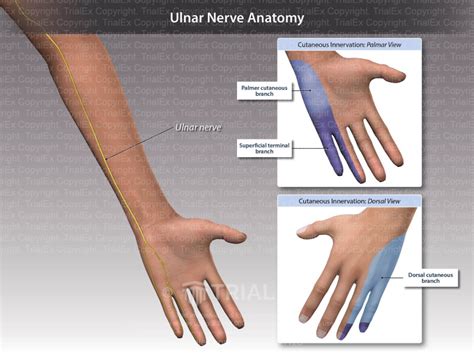 Ulnar Nerve Anatomy Trial Exhibits Inc