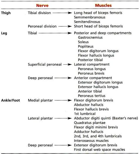 Entrapment Neuropathies Of The Lower Extremity Teachme Orthopedics