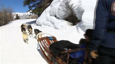 Dog Sledding Mushing In Aspen Colorado