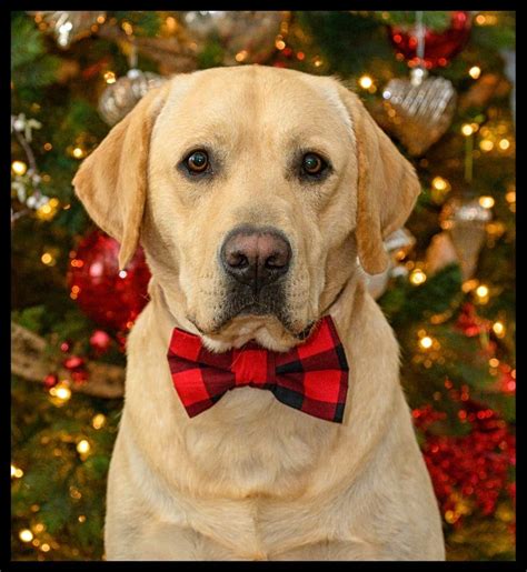 Christmas Labrador Labrador Yellow Labrador Labrador Retriever