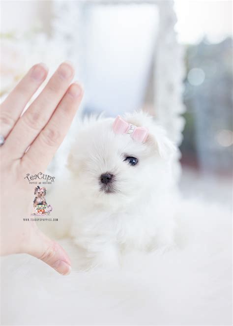 Maltese puppies are small, white and fluffy. Teacup Maltese Puppies | Teacup Puppies & Boutique